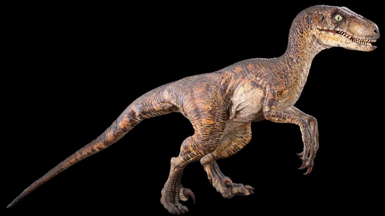 velociraptor