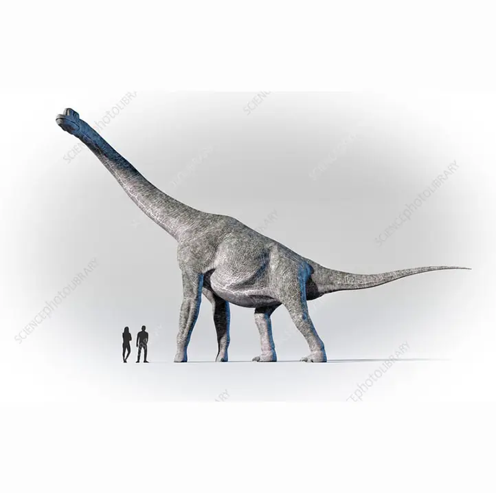 Brachiosaurus.