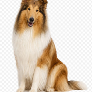 Collie dog
