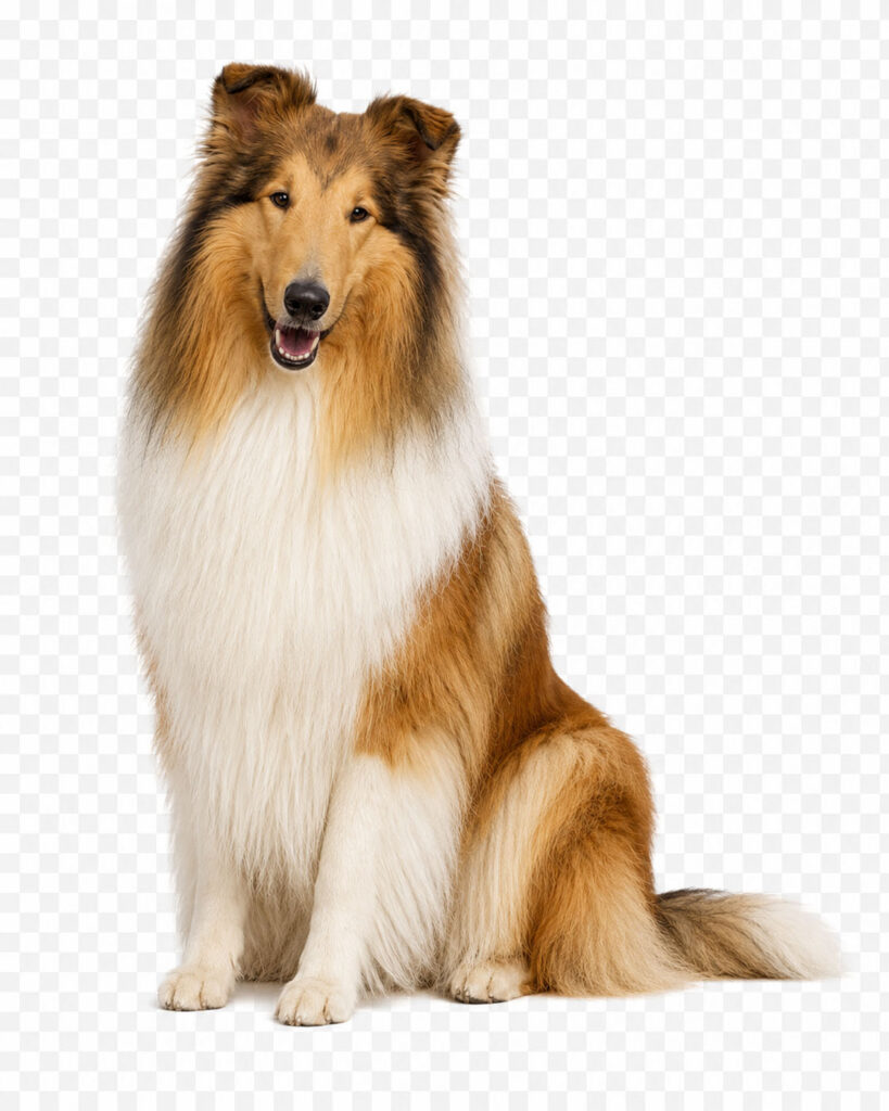 Collie dog
