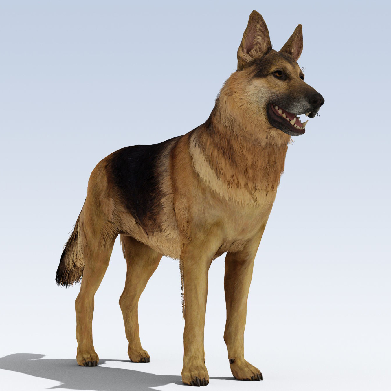 German Shepherd